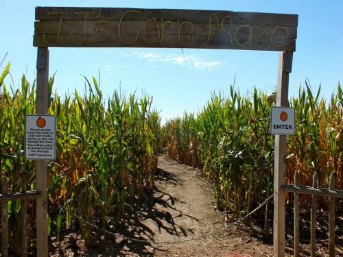 Entrance to JJ's Corn Maze, with tall corn stalks on either side and signs indicating entry rules.