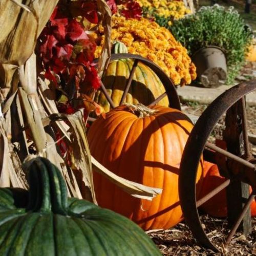 A vibrant autumn scene featuring pumpkins, colorful flowers, and decorative foliage near a rustic wooden wheel.