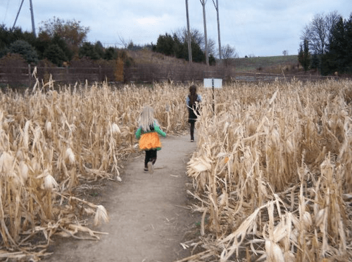 Two children walk down a dirt path through a field of dried corn stalks on a cloudy day.