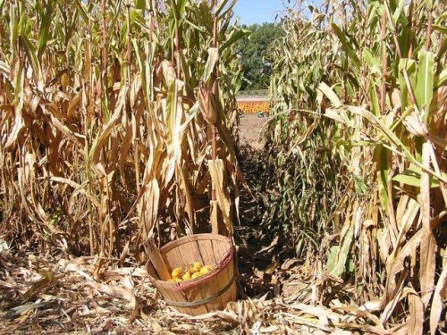 A wooden basket filled with apples sits on the ground among tall, dry corn stalks in a sunny field.