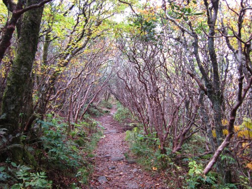 A narrow, winding path through a dense forest of twisted trees and colorful foliage.