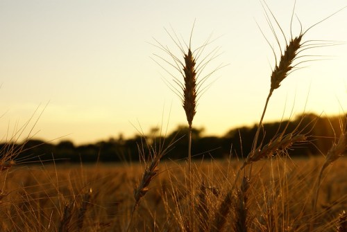 Golden wheat stalks silhouetted against a sunset, with a blurred field and trees in the background.