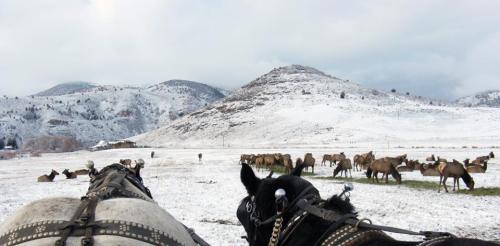 Two horses in harness with a snowy landscape and a herd of elk grazing in the background. Mountains rise in the distance.