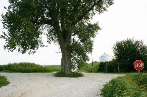 A large tree stands at a gravel road intersection with a stop sign and a silos in the background.
