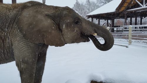 An elephant stands in the snow, with snowflakes falling around it, near a wooden structure.