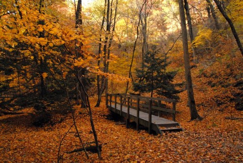 A wooden bridge crosses a path covered in orange and yellow leaves, surrounded by trees in autumn colors.