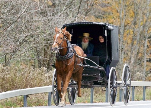 An Amish horse-drawn buggy travels along a rural road, with two passengers inside. Autumn foliage surrounds the scene.