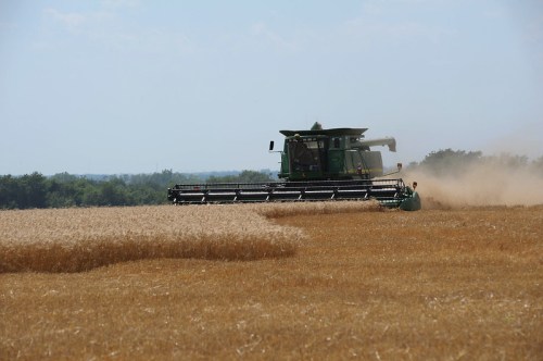 A green combine harvester working in a golden wheat field, kicking up dust under a clear blue sky.