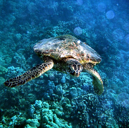 A sea turtle swims gracefully above a vibrant coral reef in clear blue water.