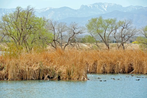 A serene wetland scene with tall grasses, ducks on the water, and snow-capped mountains in the background.