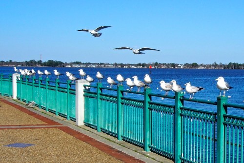 A row of seagulls perched on a green railing by the water, with two flying above against a clear blue sky.
