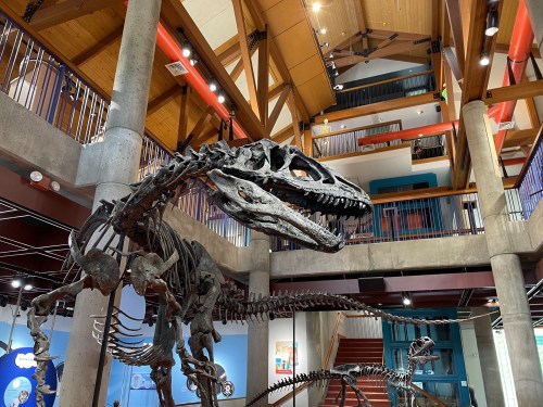 A large dinosaur skeleton displayed in a modern museum with wooden beams and multiple levels visible in the background.