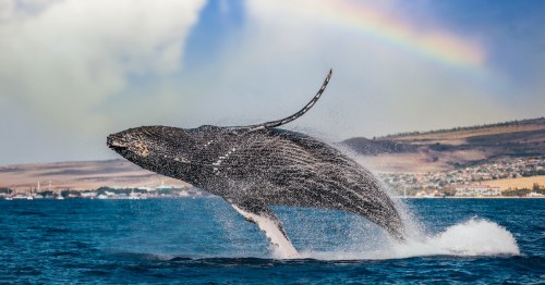 A humpback whale breaches the ocean's surface, creating a splash under a rainbow in the background.