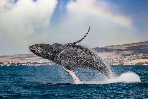 A humpback whale breaches the ocean's surface with a rainbow in the background, showcasing its majestic form.