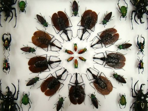 A symmetrical arrangement of various insects, including beetles and flies, on a white background.