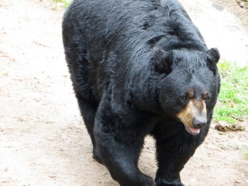 A large black bear walking on a dirt path, with a lush green background.