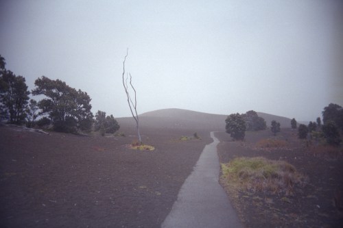 A misty landscape with a winding path, sparse trees, and a distant hill under a gray sky.