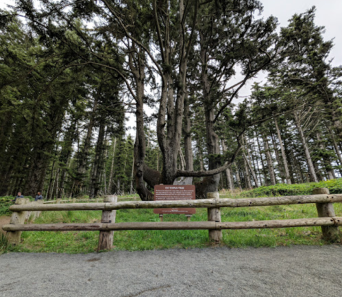 A large tree stands near a wooden fence in a forested area, with a sign visible in front of it.
