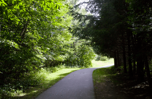 A winding path through lush green trees, leading into a bright, open area.