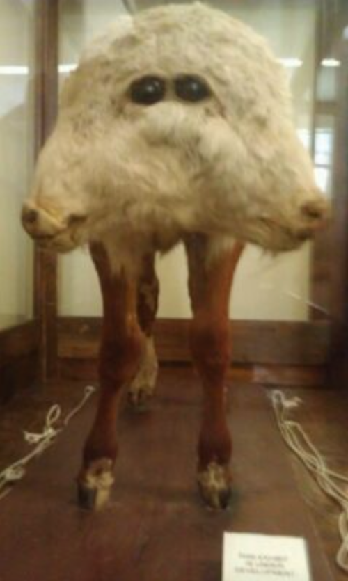 A taxidermy display of a creature with a furry body and unusual facial features, mounted in a glass case.