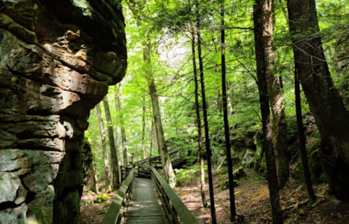 A wooden walkway through a lush green forest with rocky cliffs and tall trees.