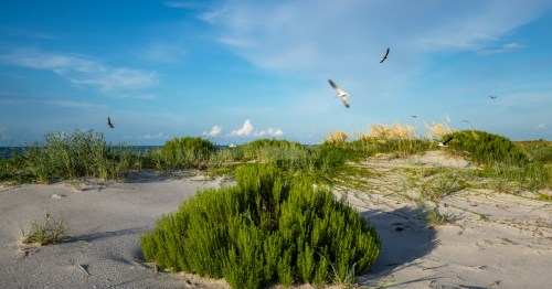 Birds fly above the coast on Ship Island in Mississippi.