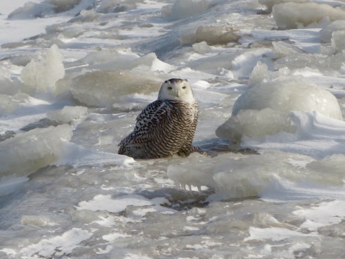 A snowy owl perched on icy terrain, surrounded by patches of ice and snow.