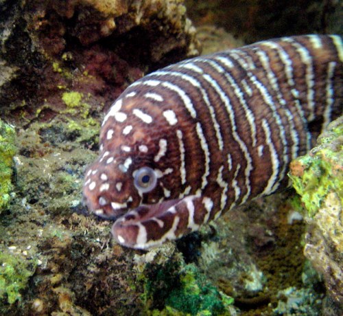A close-up of a striped moray eel resting among coral, showcasing its distinctive brown and white pattern.