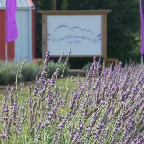 Lavender plants in the foreground with a sign for a lavender farm in the background, featuring purple flags.