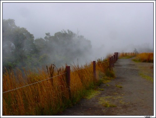 A misty path lined with tall grass and a wooden fence, surrounded by trees in a foggy landscape.