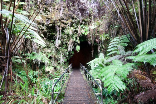 A wooden walkway leads into a lush, green cave entrance surrounded by ferns and tropical vegetation.