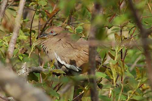 A brown bird with red eyes perched among green leaves and branches in a natural setting.