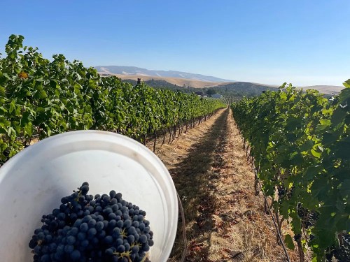 A vineyard with rows of grapevines under a clear blue sky, featuring a bucket of freshly picked grapes in the foreground.