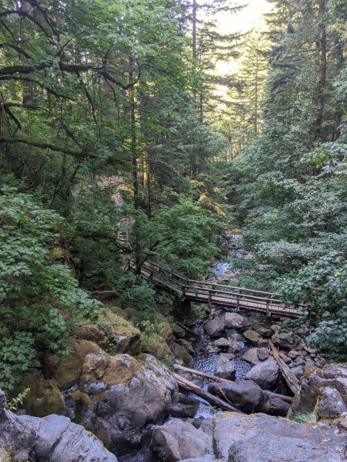 A serene forest scene with a wooden bridge over a rocky stream, surrounded by lush green trees and sunlight filtering through.