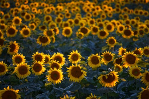 A vibrant field of sunflowers in full bloom, their bright yellow petals facing the sun.