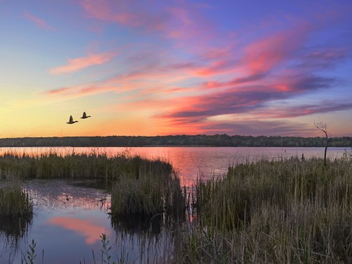 A serene sunset over a lake, with vibrant pink and purple clouds and two birds flying above tall grasses.