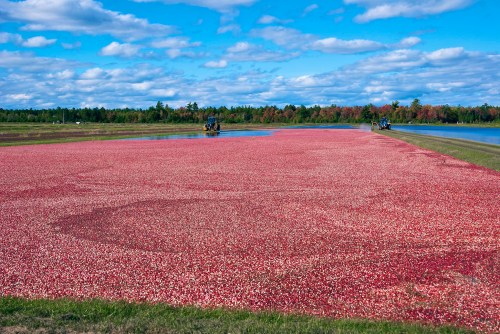 Cranberry bog with bright red berries, blue sky, and clouds; two machines working in the background near water.