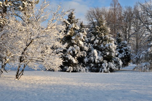 A snowy landscape featuring frosted trees and a blanket of snow covering the ground under a clear blue sky.
