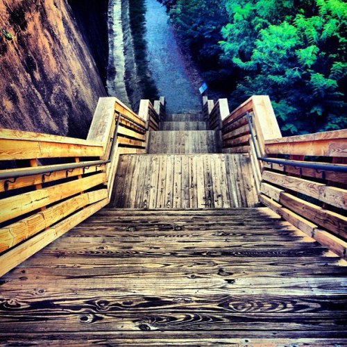 Wooden stairs leading down to a path surrounded by lush greenery.