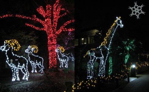 Colorful holiday lights illuminate a tree and giraffe, creating a festive nighttime scene.