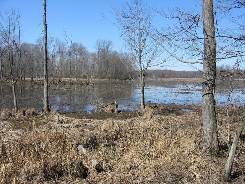 A serene wetland scene with trees, grasses, and a calm water surface under a clear blue sky.