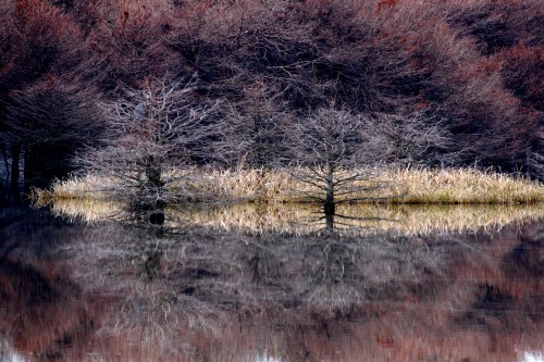 A serene landscape featuring bare trees reflected in calm water, surrounded by muted autumn foliage.