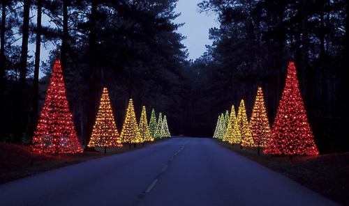 A dimly lit road lined with brightly lit Christmas trees in red, green, and yellow, surrounded by dark woods.