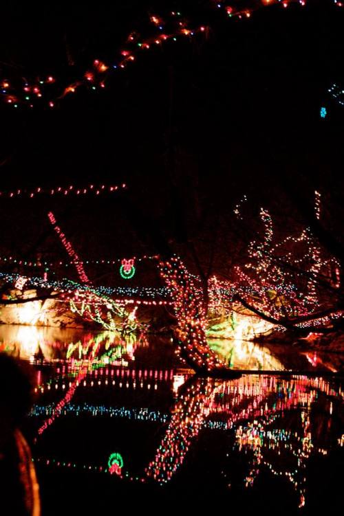 Colorful holiday lights reflect on a dark water surface, illuminating trees and creating a festive atmosphere.