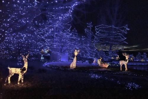 A nighttime scene featuring illuminated reindeer and trees adorned with blue lights.