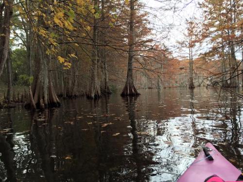 A serene kayak view of a calm waterway surrounded by cypress trees with autumn foliage.