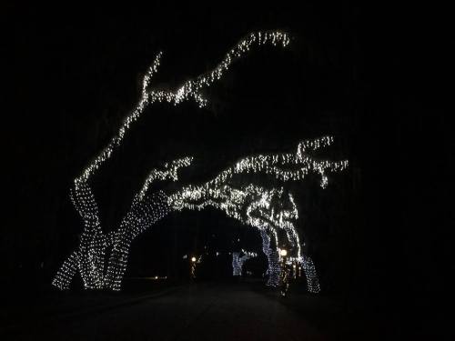A dark street lined with trees adorned with sparkling white lights, creating a festive atmosphere.