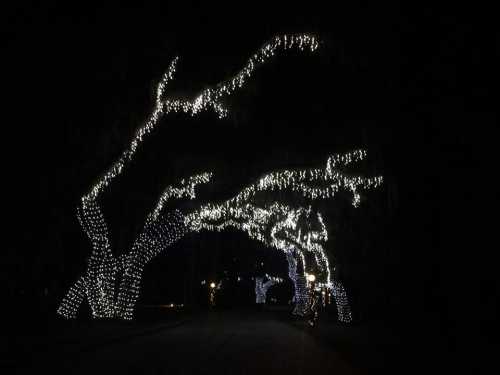 A dark street lined with trees adorned with sparkling white lights, creating a festive atmosphere.