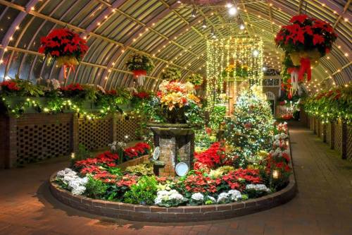 A beautifully decorated greenhouse filled with festive lights, poinsettias, and a Christmas tree.