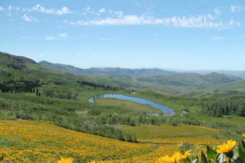 A scenic landscape featuring rolling green hills, a serene pond, and vibrant yellow wildflowers under a clear blue sky.